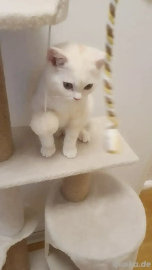 BKH Kater ab sofort abzugeben 