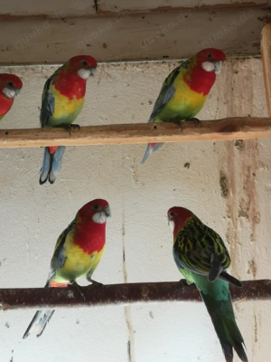 Rosellasittich Hähne 