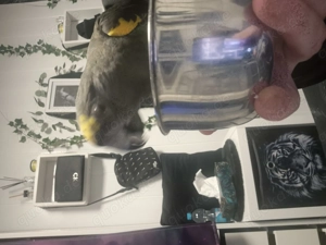 Meyerspapagei (goldbugpapagei)