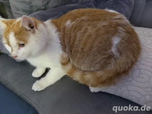 Europäisch Kurzhaar Kater