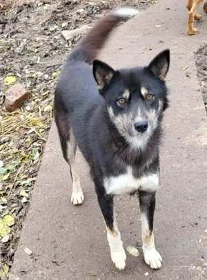 WOLFA - sucht ihre Menschen (wartet in Rumänien) 