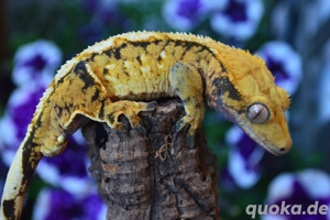 1.0 Kronengecko Yellow Extrem Harlequin 