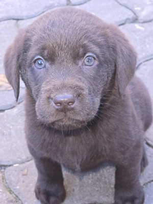 Labrador Welpen