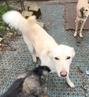 ROCCO - ist bereit für Abenteuer (wartet in Rumänien) Bild 2