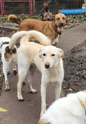 ROCCO - ist bereit für Abenteuer (wartet in Rumänien) Bild 3
