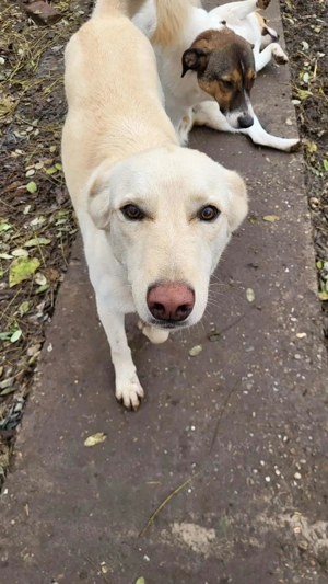 ROCCO - ist bereit für Abenteuer (wartet in Rumänien) Bild 4