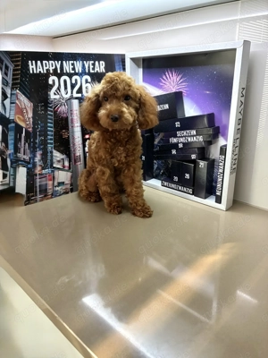 Reinrassige Toy Pudel Junge