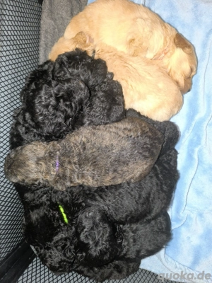 Goldendoodle Multigeneration 