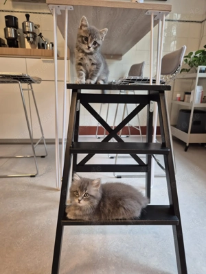 Maine Coone & BKH Kitten - 15 Wochen alt