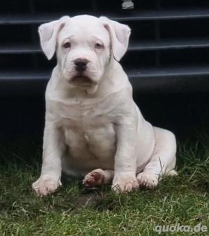 American Bully Standard Welpe Rüde 