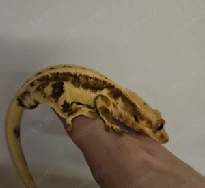 Kronengecko Männchen lily white Mix