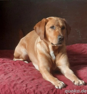 Pyke (4-5Jahre) sucht sein Zuhause