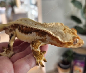 Kronengecko Männchen lilly white (orange)