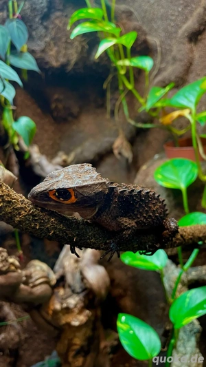 Rotaugenbuschkrokodil Nachzuchten