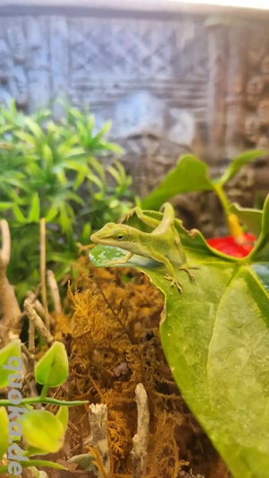 Rotkehlanolis Anolis carolinensis