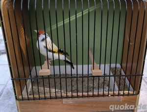 Stieglitz Major Eumo Nachzucht 2025