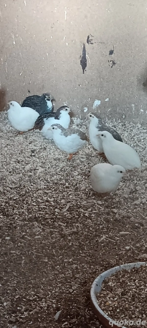 7 Chinesische Zwerg Wachtel 