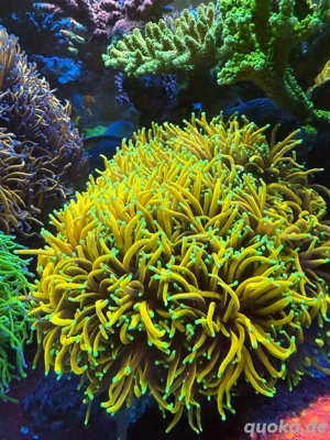 Euphyllia golden Ticket Meerwasser Korallen LPS Ableger Frags Bild 2