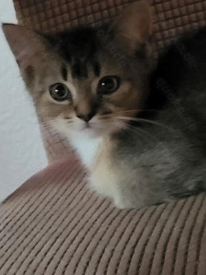 Bkh reinrassig babykitten 