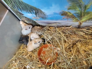  Mongolische Rennmausbabys aus verantwortungsvoller Zucht suchen liebevolles Zuhause! (Rennmäuse)