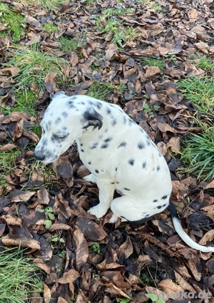 Junger Dalmatiner-Mix Rüde sucht ab sofort neues Zuhause.