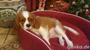  Cavalier King Charles Spaniel Welpe   Rüde, Blenheim Bild 2