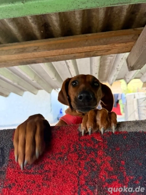 Rhodesian Ridgeback 7 monate alt