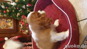  Cavalier King Charles Spaniel Welpe   Rüde, Blenheim Bild 6