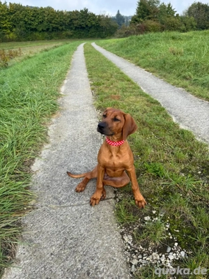 Rhodesian Ridgeback 7 monate alt