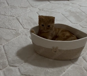 Junge Katze sucht dringend neues Zuhause 