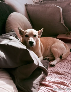 Rüde in liebevolle Hände abzugeben