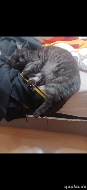     Sensibler Schmusekater sucht dringend ein ruhiges, liebevolles Zuhause     