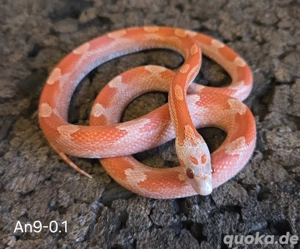 Lavablood Motley Pied 