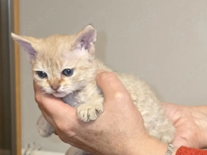 Selkirk Rex Kätzchen mit Ahnentafel 