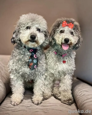 Deckrüde Zwergpudel