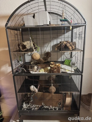 3 Ratten weiblich mit Käfig