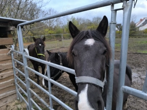 Pflegebeteiligung an Großen jung Ponys 