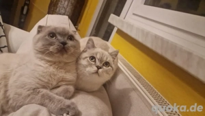   Zwei süße Kitten abzugeben   