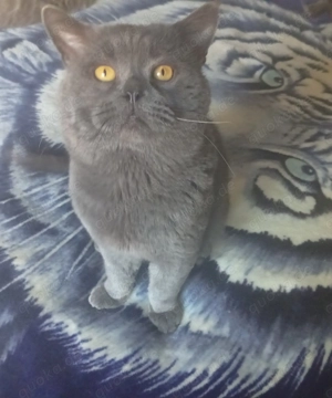 Deckkater BLH blue in Berliin