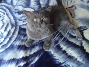 Deckkater BLH blue in Berliin