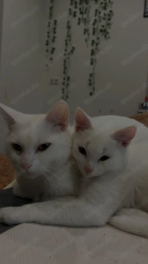  süße katze abzugeben