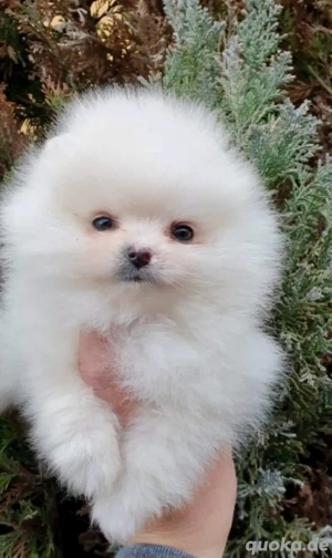 Mini Pomeranian (Zwergspitz)