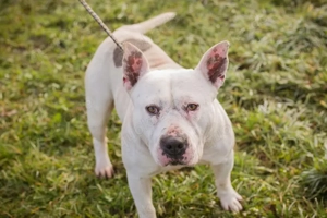 *ARIAN* Der Rüde wünscht sich eine eigene Familie, die sich mit der Rasse auskennt