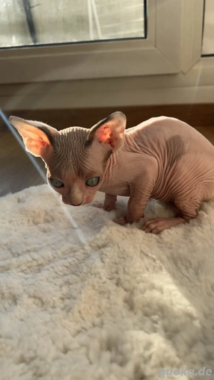 Shpynx-Babykatze