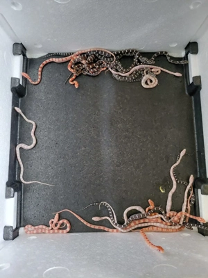 Kornnattern abzugeben 