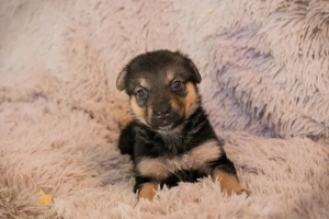 Welpe *TWIX* - Klein, zart und lieb