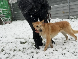 Tiko, z. Zt. in Ungarn, suchen wir aktive Menschen, die ihm die Welt zeigen