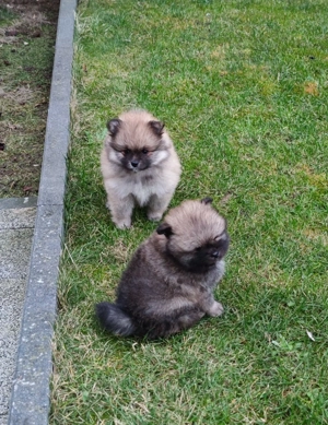 Zwergspitz Pomeranian 