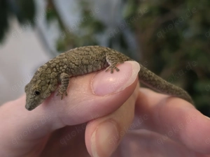 0.2 Eurydactylodes occidentalis Chamäleongecko