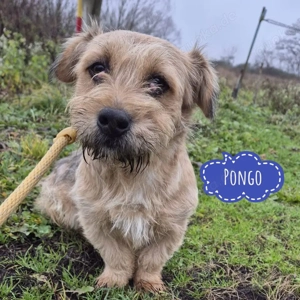 Pongo, süßer Norfolk Terrier Mix